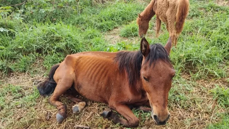 Cavalos são resgatados de terreno sem água e comida em Cassilândia