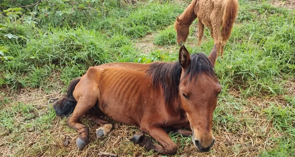 Cavalos são resgatados de terreno sem água e comida em Cassilândia