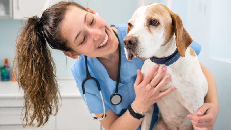 Dia da Médica Veterinária