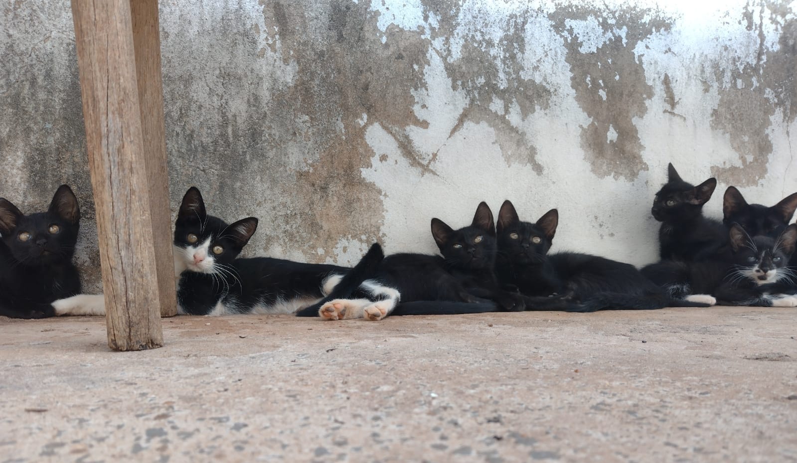 Cassilândia – Campanha de castração de cadelas e gatas será neste dia 16