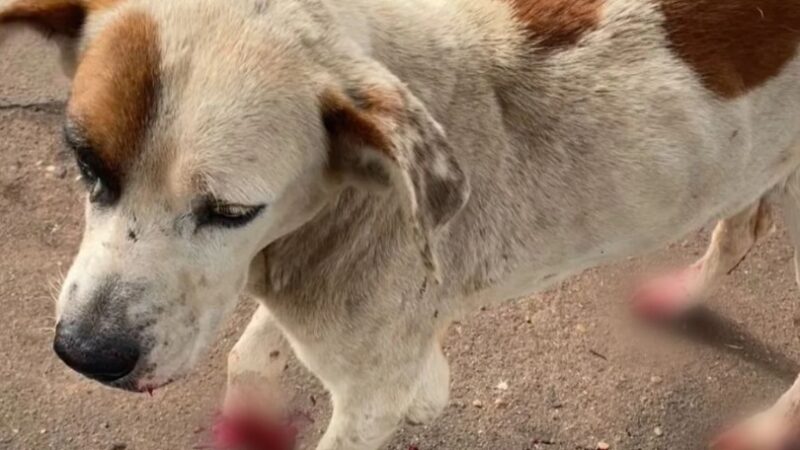 Cachorro que sofria maus-tratos é resgatado pela PMA de Cassilândia