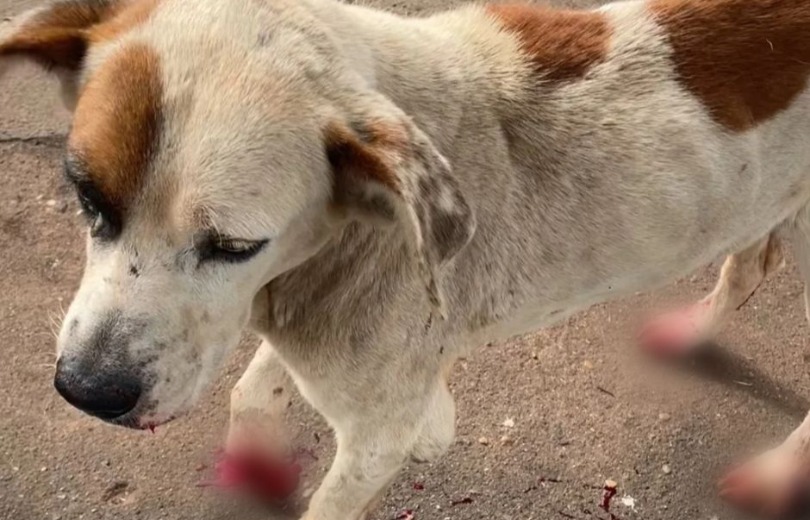 Cachorro que sofria maus-tratos é resgatado pela PMA de Cassilândia