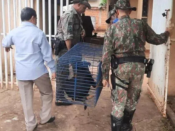 Familia muda de cidade e abandona cachorro em residencia no centro de Cassilândia