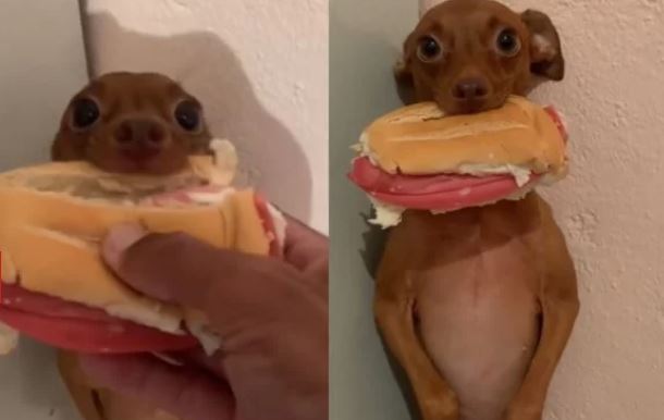 CACHORRO ROUBA PÃO COM MORTADELA DE TUTOR E VIRALIZA: “PILANTRA”