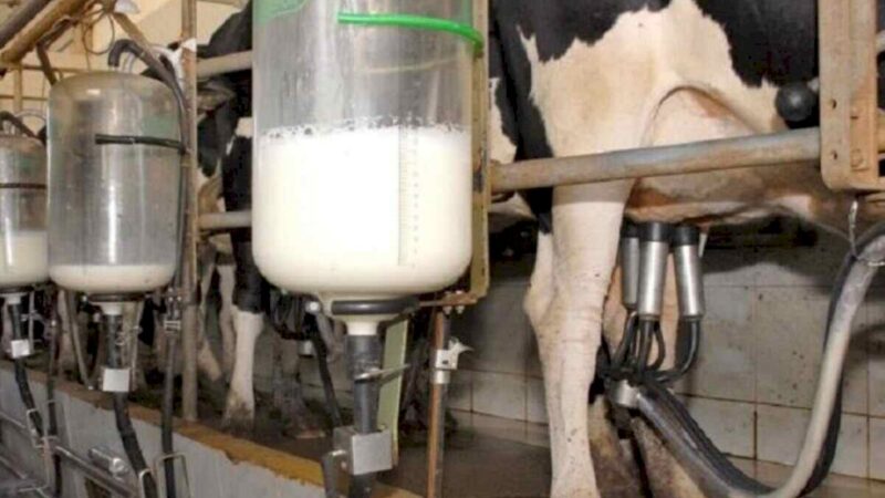 Preço do leite tem alta acima da média nacional em Mato Grosso do Sul