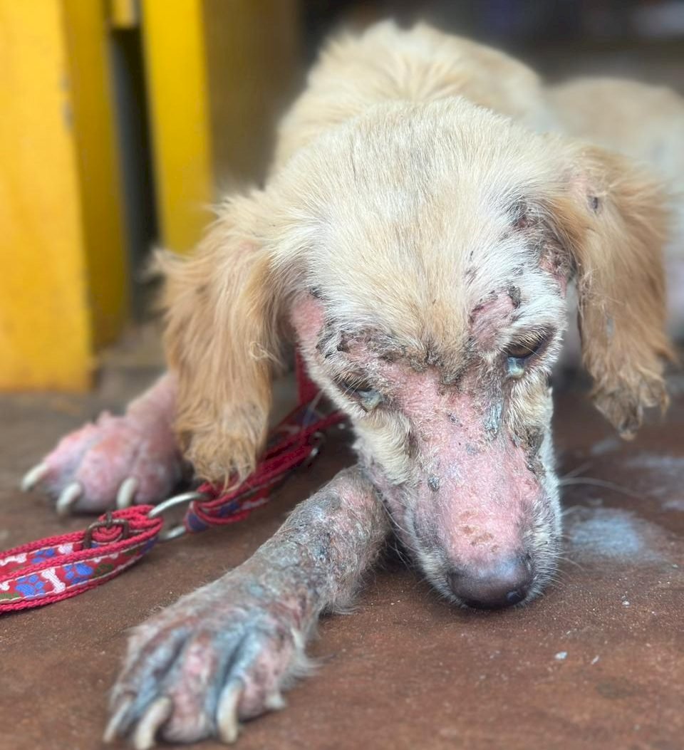 Mulher é presa por maus-tratos a animais