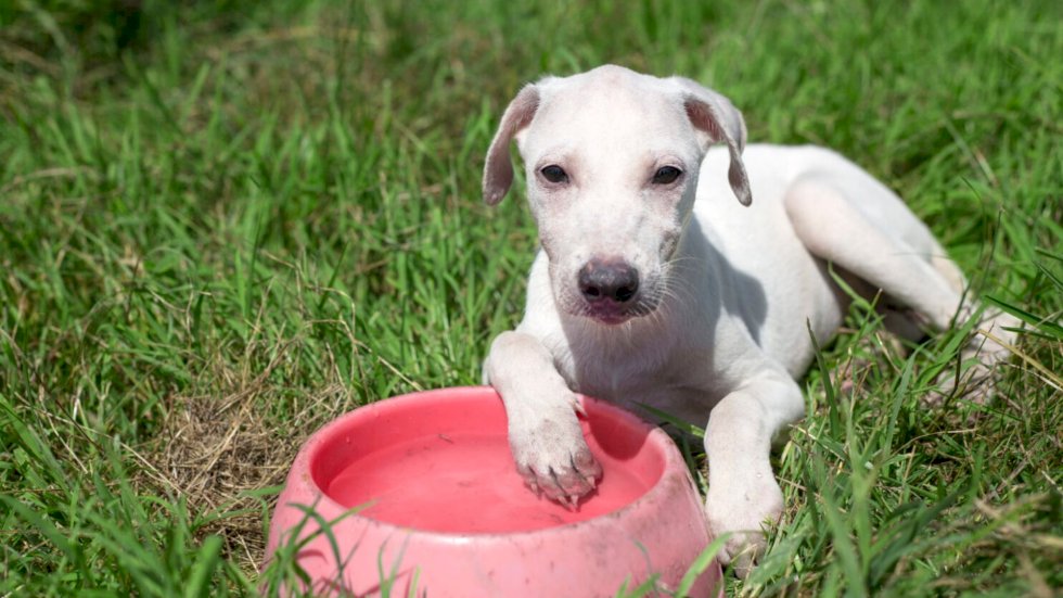 Em meio a onda de calor, cuidados básicos podem salvar a vida dos seus pets