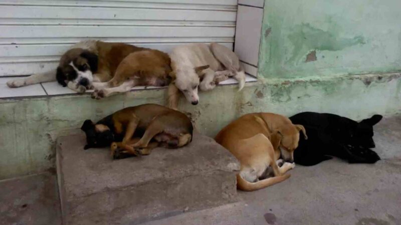 Caravana ofertará castração gratuita a 21 mil animais em Mato Grosso do Sul