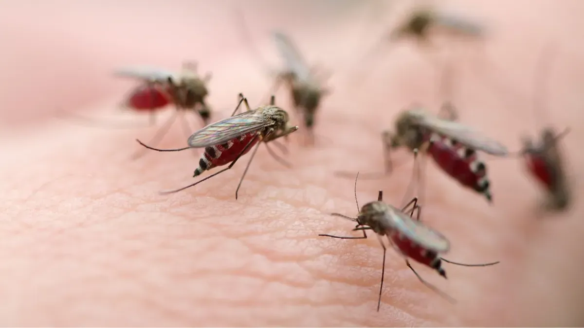 Confirmado primeiro óbito por Dengue em Chapadão do Sul em 2024