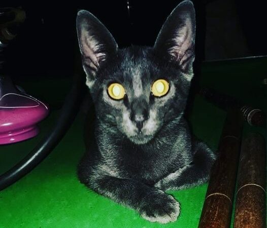 Cassilândia: Gatinho desapareceu de casa localizada em frente a Rádio Patriarca