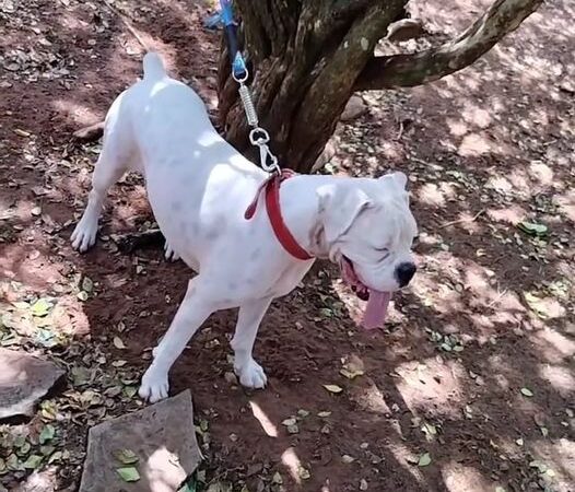 Família busca por cachorra desaparecida e oferece recompensa