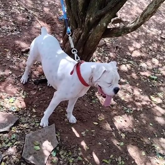 Família busca por cachorra desaparecida e oferece recompensa