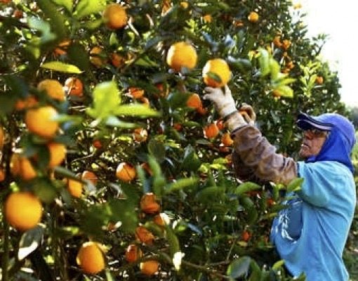 Cassilândia se destaca como novo polo de produção de laranjas em Mato Grosso do Sul