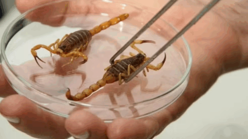 Cassilândia em alerta: agosto é mês de reprodução dos escorpiões